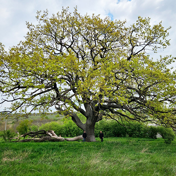 Managementul arborilor veterani