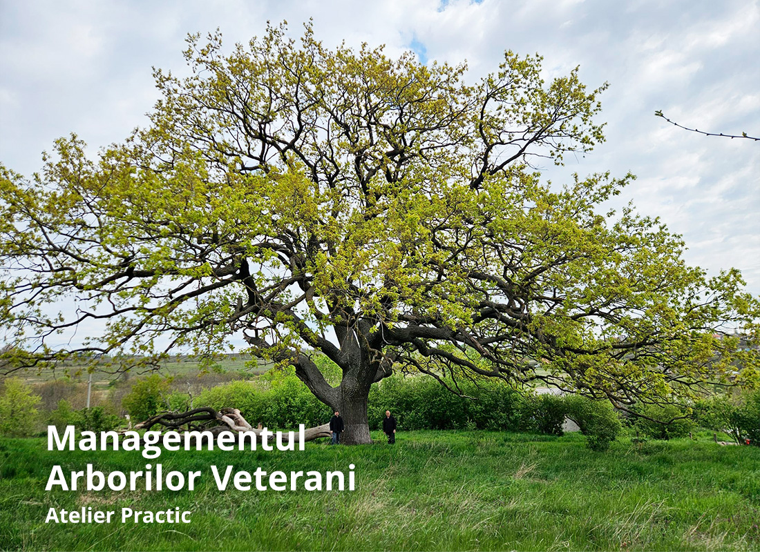 Managementul Arborilor Veterani