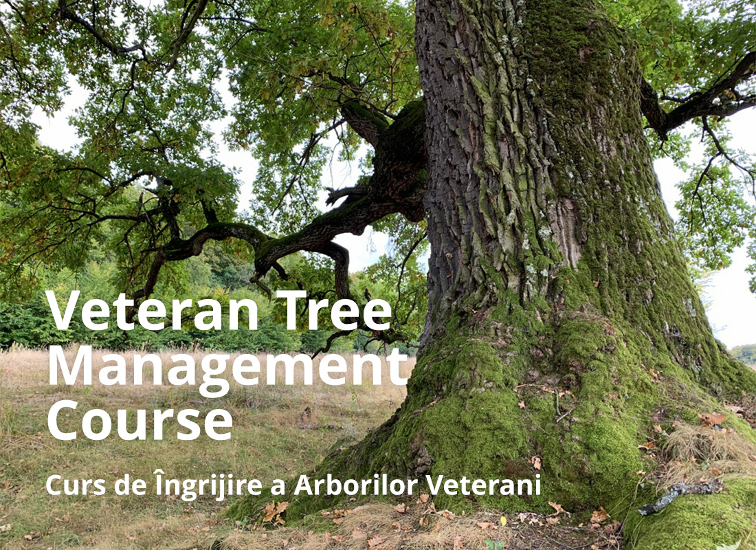 Arboricultural morphophysiology course